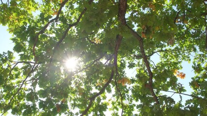 Aufkleber - Upward glance to sun rays shines through forest trees. Scattered sunlight that filters through green elm leaves. Sunny summer nature background with sunshine radiant bokeh.