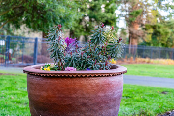 Wall Mural - Winter Flowers Pot