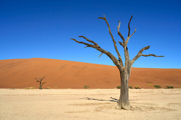 Wall Mural - Amazing dead trees left on the salt pan clay surface between the dunes known as Deadvlei in Sossusvlei, Namibia.