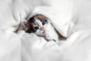 Sticker - cute little blue eyed kitten peeking out from a warm white blanket with his face and paw sticking out