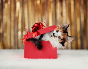 Sticker - cute fluffy kitten peeking out of red gift box on festive glitter background