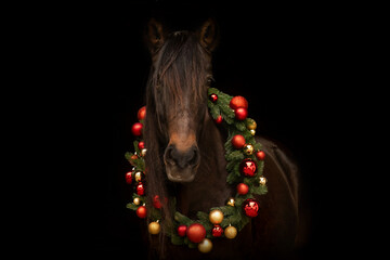 A bay brown horse wearing festive christmas decoration in front of black background