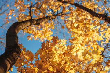 Aufkleber - A leaf is hanging from a tree branch. leaf is yellow and has brown spots. sky is blue and clear. autumn background