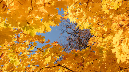 Aufkleber - A leaf is hanging from a tree branch. leaf is yellow and has brown spots. sky is blue and clear. autumn background