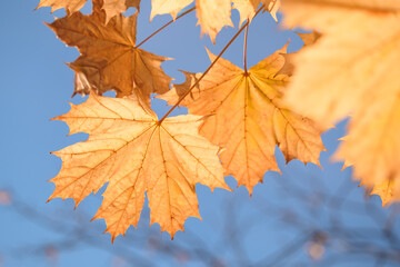 Aufkleber - A leaf is hanging from a tree branch. leaf is yellow and has brown spots. sky is blue and clear. autumn background