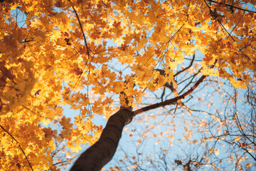 Aufkleber - A leaf is hanging from a tree branch. leaf is yellow and has brown spots. sky is blue and clear. autumn background