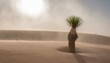 © 순단 강 - 뜨거운 태양 아래, 거센 모래바람 속에서 홀로 서 있는 선인장 한 그루