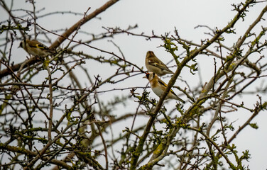 Wall Mural - chaffinch (Fringilla coelebs) perched amongst winter branches