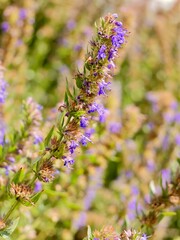 Wall Mural - Flowers of hyssop (Hyssopus officinalis) in the garden. A shrub native to Southern Europe, the Middle East, and the Caspian Sea region. Cultivates for essential oil, have culinary and medical use.