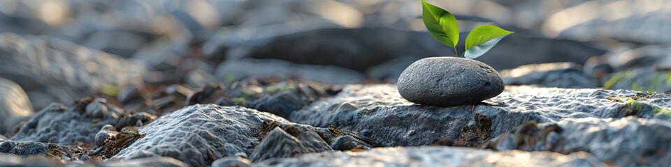 Wall Mural - Sprout on Gray Stone Amongst Rocks