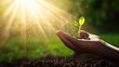 © WS Studio 1985 - Hand Holding Seedling in Sunlight with Blurred Background