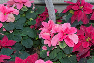 Wall Mural - rounded pink and pointy red poinsettia plants at the conservatory