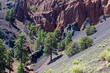 © Dennis - Red Mountain Trail in the Coconino National Forest near Flagstaff, Arizona.