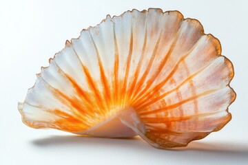 Fototapete - Translucent seashell with orange stripes.