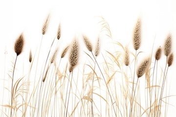 Naklejka na meble A small group of wild grasses with varied heights and soft, feathery tips, contrasted against a stark white background