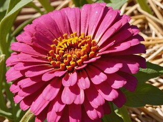 Wall Mural - beautiful zinnia flowers growing in garden