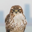 © Fragton - Close-up of a hawk with intense gaze, blurred city background.