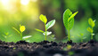 © Lila Patel - Growth Stages of Seedlings in Soil