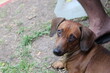 © Logan - perros de la calle