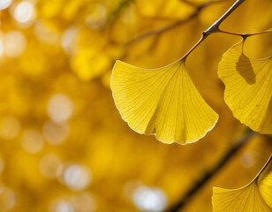 golden ginkgo leaves on the ground