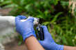 © godji10 - Close up hand of veterinarian trims a Thai Bangkaew dog's nails using clippers outdoors, ensuring proper grooming and pet care. Professional Groomer Trimming Dog’s Claws Outdoors