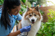 © godji10 - Close-up of a veterinarian checking a healthy Thai Bangkaew dog with a stethoscope surrounded by greenery. Female Vet Checking Dog’s Heartbeat in a Garden Setting