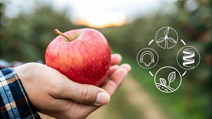 Wall Mural - Close Up Hand Holding Freshly Picked Apple Showcasing Sustainable Farming and Consumer Connection