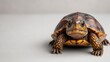 © TI3ee - Eastern Box Turtle Portrait  Closeup of a Juvenile Reptile