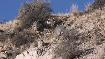 Wall Mural - A large covey of Gambel's Quail, led by a lookout who goes before the rest, moves up a steep desert hillside between boulders, desert bushes and eroding soil on a sunny day in Southern Utah, USA. 