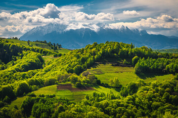 Wall Mural - Landscape with fresh green forest on the slope, Holbav, Romania