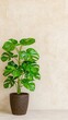© BOJOShop - Monstera Deliciosa Plant in Pot  Minimalist Home Decor  Light Background