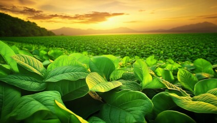 Wall Mural - Vibrant Green Field at Sunset: Lush Foliage and Golden Hour