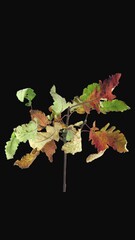 Wall Mural - Time lapse of drying Acer leaves, vertical orientation