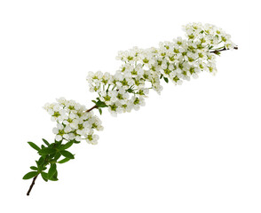 Wall Mural - spring twig of spiraea flowers and leaves isolated on white or transparent background