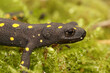 © Henk - Closeup on the colorful endangered Anatolia newt or Strauch's spotted newt, Neurergus strauchii strauchii