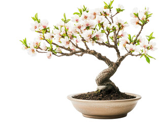 Serene bonsai tree in pot, miniature nature's art for home decor and zen gardens