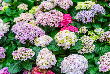hydrangeas flowers on its branches at hydrangea flower garden.
