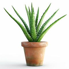 Wall Mural - Vibrant green aloe vera plant with spiky leaves thrives in a simple terracotta pot, set against a clean white backdrop