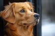 © Oleksandr - Dog patiently waits by the door, reflecting on a rainy day outside