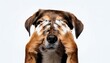 © clsdesign - Adorable isolated dog with paws covering it's eyes with copy space