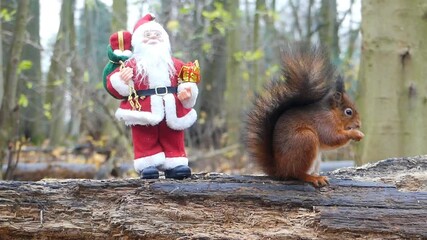 Wall Mural - squirrel in the park