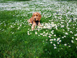 © mareguera - Cachorro de cocker spaniel en un campo de margaritas