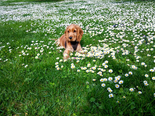 cachorro de cocker spaniel en un campo de margaritas