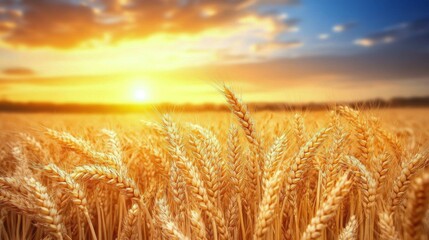 Canvas Print - Golden wheat held in hand during sunset in a field