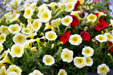 Wall Mural - Yellow petunia flowers in a flower bed. Petunia nyctaginiflora.