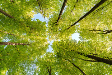 Wall Mural - experience the lush green canopy a breathtaking view observed from below the trees, sustainability