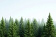 © Espresso - Lush green coniferous forest shrouded in soft morning fog, creating a tranquil and serene atmosphere.