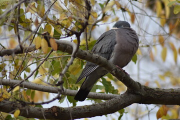 Nice dove perched on a tree branch