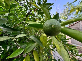 Wall Mural - Green Bodrum Tangerine on branch close up detailed shot. Close up unripe green bodrum tangerine. Citrus deliciosa, thorny (Australia), amarillo, beladi, Willowleaf Mandarin, Mediterranean Mandarin.