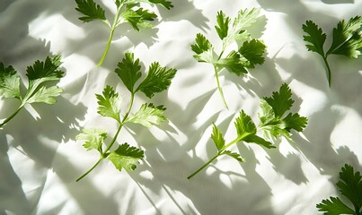 Wall Mural - Fresh Cilantro Sprigs Arranged on White Fabric